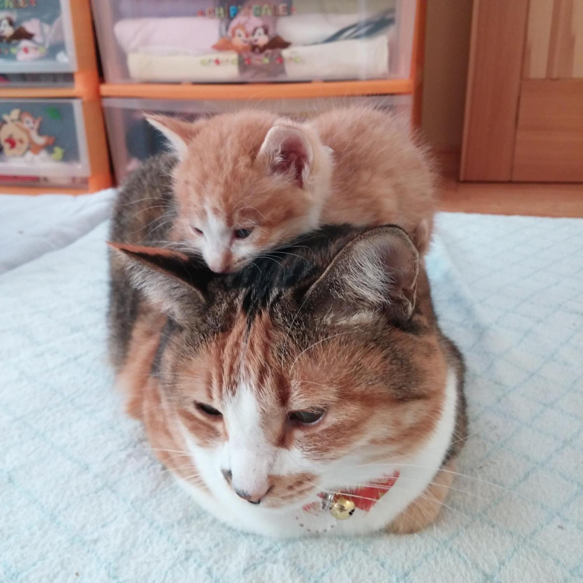 Minamiya 山とねこと遊ぶ宿 みなみ家 هاكوبا المظهر الخارجي الصورة